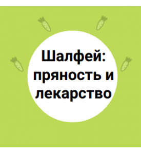 Шалфей: пряность и лекарство
