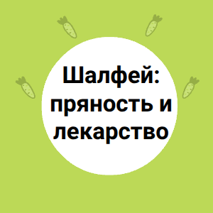 Шалфей: пряность и лекарство